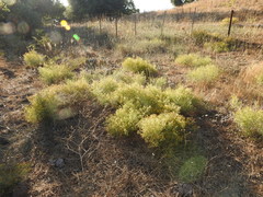 Hypericum triquetrifolium