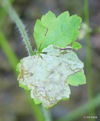 Phytomyza tiarellae