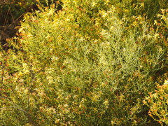 Hypericum triquetrifolium