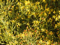 Hypericum triquetrifolium