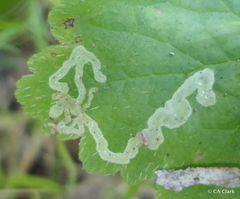 Phytomyza tiarellae