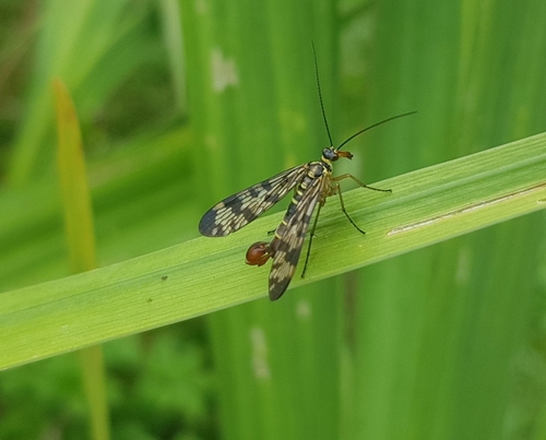 Panorpa vulgaris