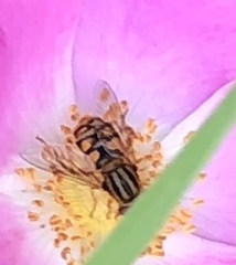Parhelophilus laetus