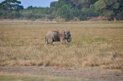 Elephas maximus maximus