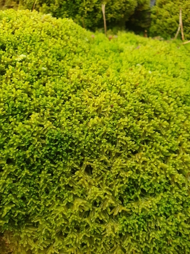 Image of Rock Fingerwort (Lepidozia cupressina) by no rights reserved