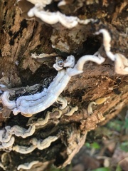 Auricularia mesenterica