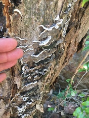 Auricularia mesenterica