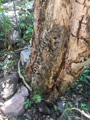 Auricularia mesenterica
