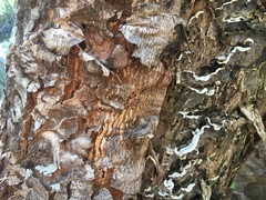 Auricularia mesenterica