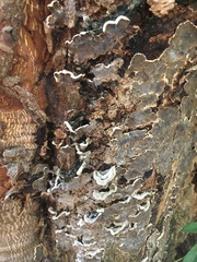 Auricularia mesenterica