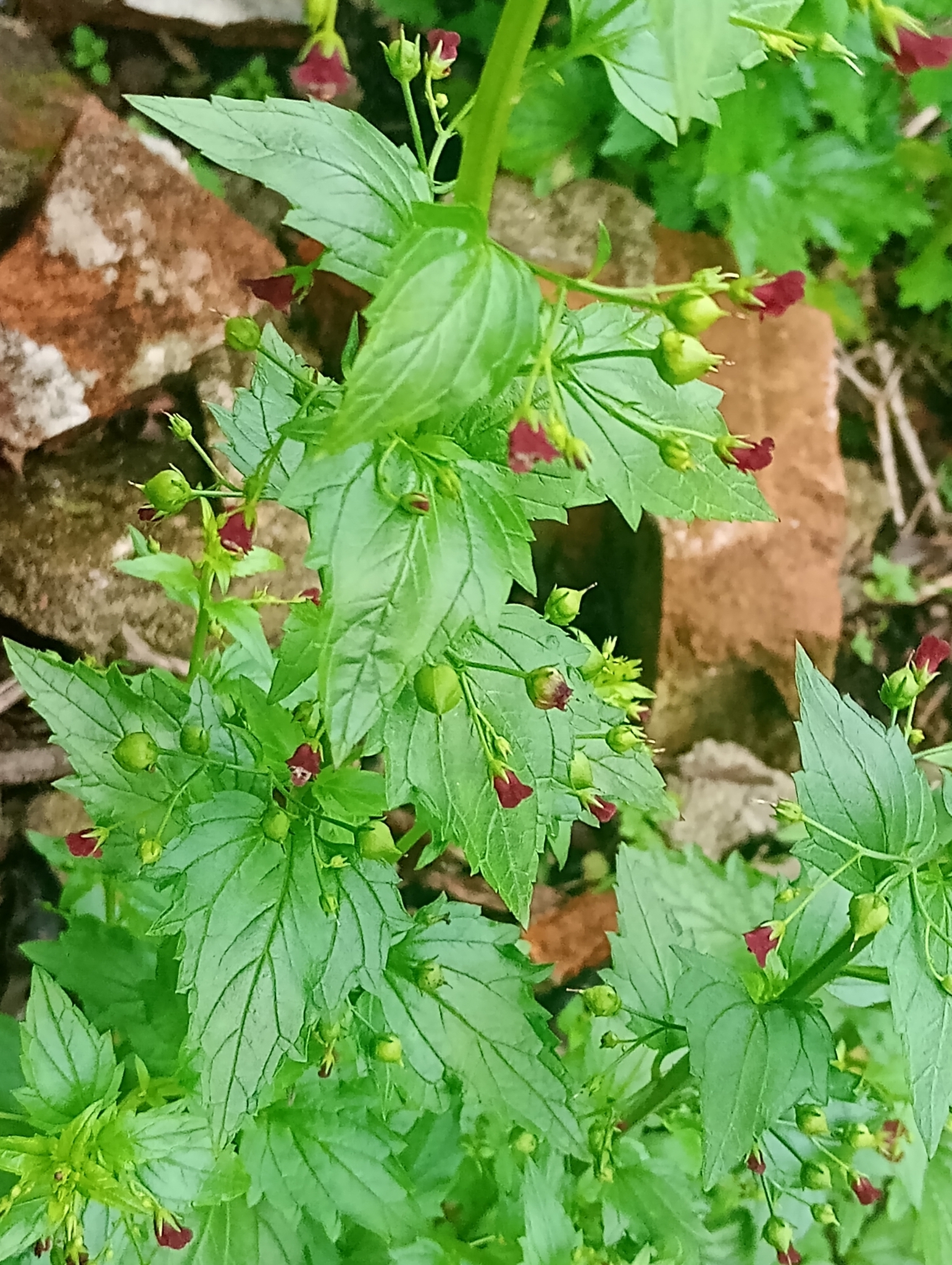 Scrophularia peregrina