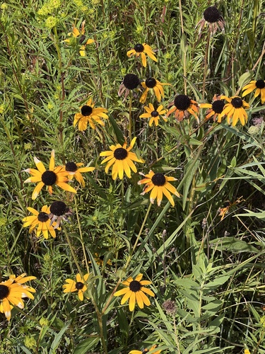 Rudbeckia speciosa