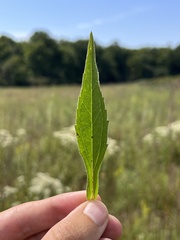 Rudbeckia speciosa, photograph Nathan Aaron, CC BY, iNaturalist via GBIF
