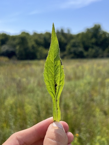 Rudbeckia speciosa, photograph 2