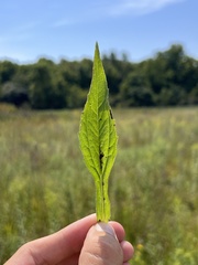 Rudbeckia speciosa, photograph Nathan Aaron, CC BY, iNaturalist via GBIF