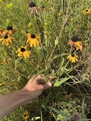Rudbeckia speciosa, photograph Nathan Aaron, CC BY, iNaturalist via GBIF