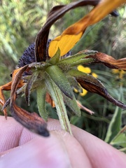 Rudbeckia speciosa, photograph Nathan Aaron, CC BY, iNaturalist via GBIF