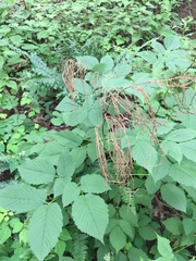 Aruncus dioicus