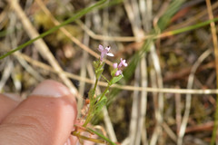 Plectritis congesta