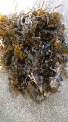 Sargassum scabridum