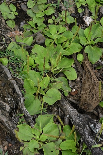 Plantago major observed 2024-08-22