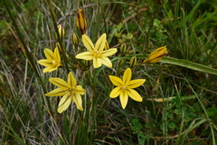 Triteleia ixioides ixioides