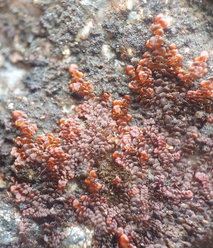 Image of Frullania fragilifolia by no rights reserved