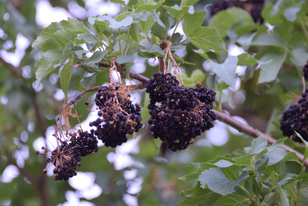 Aralia scopulorum
