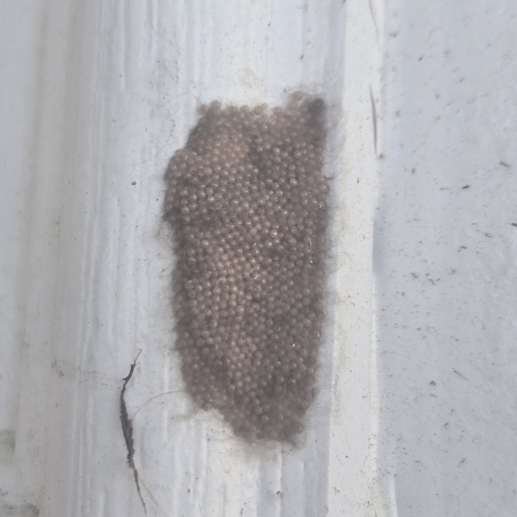 Yellow-striped Armyworm Moth