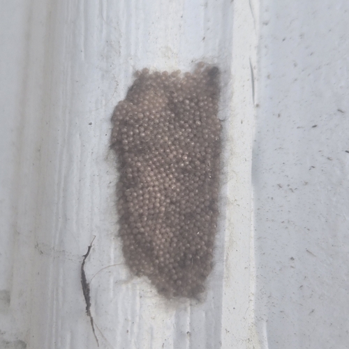 Yellow-striped Armyworm Moth