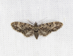 Eupithecia rotundopuncta