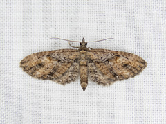 Eupithecia graefii