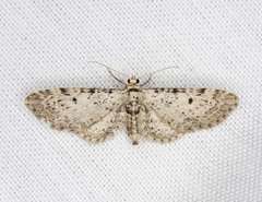 Eupithecia multistrigata