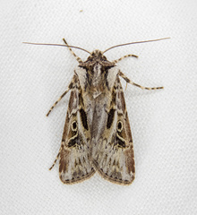 Agrotis gravis
