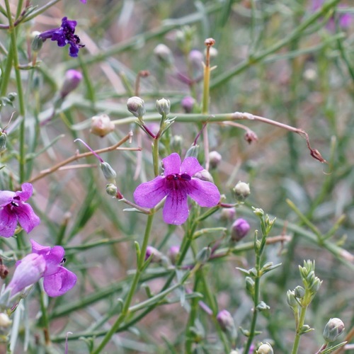 Image of Penstemon thurberi by (c) Andrew Tree, some rights reserved (CC BY)