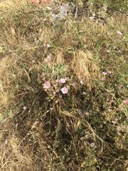 Malacothamnus foliosus