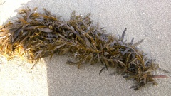 Carpophyllum flexuosum