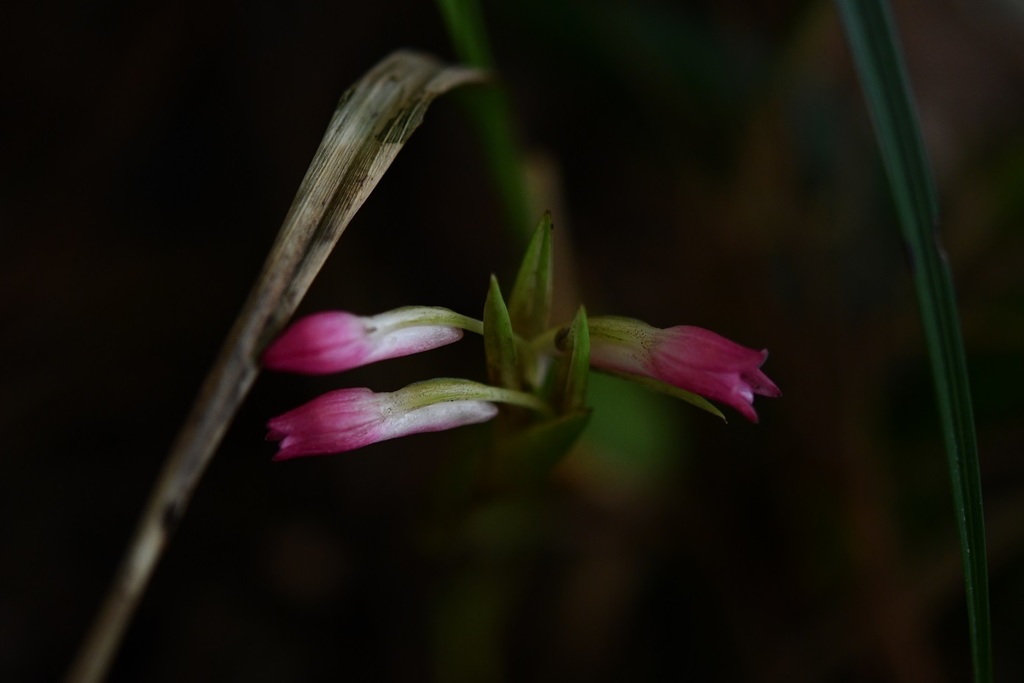 Coelia guatemalensis