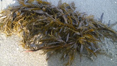 Carpophyllum flexuosum