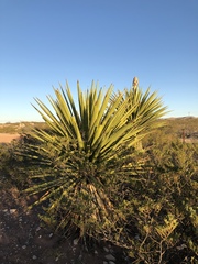 Yucca faxoniana