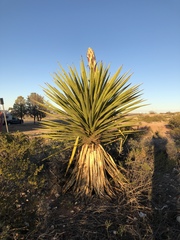 Yucca faxoniana