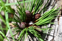 Pinus pseudostrobus apulcensis