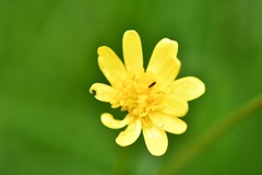 Ranunculus petiolaris