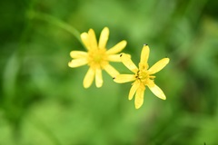 Ranunculus petiolaris