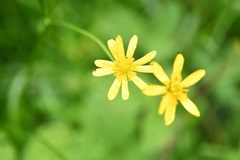 Ranunculus petiolaris
