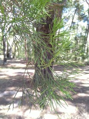 Callitris columellaris