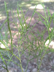 Callitris columellaris