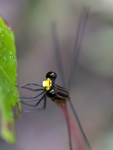Heteragrion albifrons