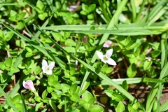 Arcytophyllum serpyllaceum