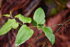 Smilax subpubescens